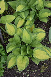 Janet Hosta (Hosta 'Janet') at Lakeshore Garden Centres