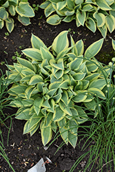 Virginia Reel Hosta (Hosta 'Virginia Reel') at Lakeshore Garden Centres