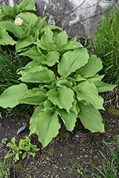 Tall Hosta (Hosta elata) at Lakeshore Garden Centres