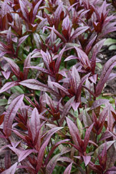 Onyx and Pearls Beard Tongue (Penstemon 'Onyx and Pearls') at Peter Knippel Garden Centre