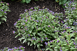 Spot On Lungwort (Pulmonaria 'Spot On') at Peter Knippel Garden Centre