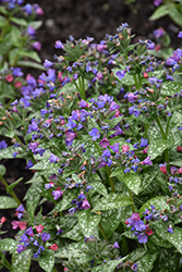 Spot On Lungwort (Pulmonaria 'Spot On') at Peter Knippel Garden Centre