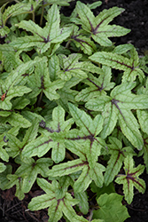 Kimono Foamy Bells (Heucherella 'Kimono') at Lakeshore Garden Centres