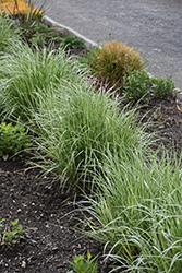Lightning Strike Variegated Reed Grass (Calamagrostis x acutiflora 'Lightning Strike') at Peter Knippel Garden Centre