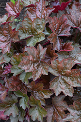 Rachel Coral Bells (Heuchera 'Rachel') at Lakeshore Garden Centres