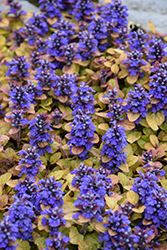 Feathered Friends Parrot Paradise Bugleweed (Ajuga 'Parrot Paradise') at Peter Knippel Garden Centre
