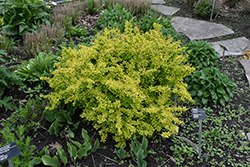 Golden Japanese Barberry (Berberis thunbergii 'Aurea') at Lakeshore Garden Centres