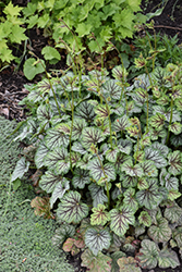 Green Spice Coral Bells (Heuchera 'Green Spice') at Lakeshore Garden Centres