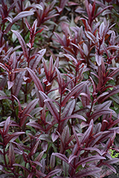 Blackbeard Beard Tongue (Penstemon 'Blackbeard') at Peter Knippel Garden Centre