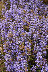 Chocolate Chip Bugleweed (Ajuga reptans 'Chocolate Chip') at Peter Knippel Garden Centre