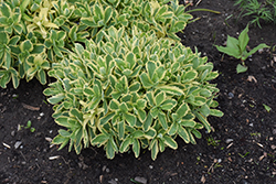 Frosted Fire Stonecrop (Sedum 'Frosted Fire') at Peter Knippel Garden Centre