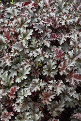 Cafe Ole Coral Bells (Heuchera 'Cafe Ole') at Lakeshore Garden Centres