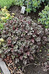 Cafe Ole Coral Bells (Heuchera 'Cafe Ole') at Lakeshore Garden Centres