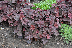 Mocha Coral Bells (Heuchera 'Mocha') at Lakeshore Garden Centres