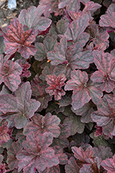 Mocha Coral Bells (Heuchera 'Mocha') at Lakeshore Garden Centres