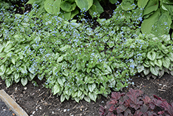 Jack Frost Bugloss (Brunnera macrophylla 'Jack Frost') at Peter Knippel Garden Centre