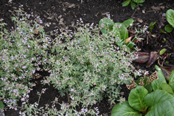Touch Of Class Jacob's Ladder (Polemonium reptans 'Touch Of Class') at Peter Knippel Garden Centre