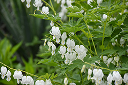 White Bleeding Heart (Dicentra spectabilis 'Alba') at Peter Knippel Garden Centre