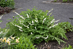 White Bleeding Heart (Dicentra spectabilis 'Alba') at Peter Knippel Garden Centre