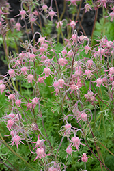 Prairie Smoke (Geum triflorum) at Green Thumb Garden Centre