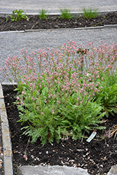 Prairie Smoke (Geum triflorum) at Green Thumb Garden Centre