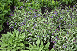 Samurai Lungwort (Pulmonaria 'Samurai') at Lakeshore Garden Centres