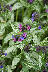 Samurai Lungwort (Pulmonaria 'Samurai') at Lakeshore Garden Centres