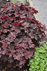 Palace Purple Coral Bells (Heuchera micrantha 'Palace Purple') at Peter Knippel Garden Centre