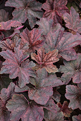 Palace Purple Coral Bells (Heuchera micrantha 'Palace Purple') at Peter Knippel Garden Centre