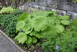 Astilboides (Astilboides tabularis) at Peter Knippel Garden Centre