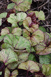 Garden Confetti Rayflower (Ligularia 'Garden Confetti') at Lakeshore Garden Centres