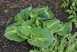 Thunderbolt Hosta (Hosta 'Thunderbolt') at Peter Knippel Garden Centre
