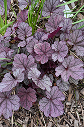 Silver Lode Coral Bells (Heuchera 'Silver Lode') at Lakeshore Garden Centres