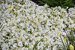 White Delight Moss Phlox (Phlox subulata 'White Delight') at Peter Knippel Garden Centre
