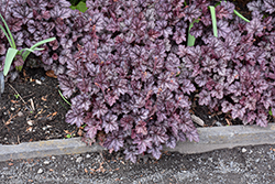 Can Can Coral Bells (Heuchera 'Can Can') at Lakeshore Garden Centres