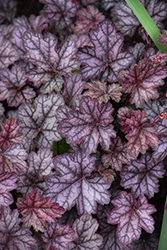 Can Can Coral Bells (Heuchera 'Can Can') at Lakeshore Garden Centres