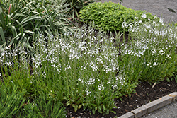 Gentian Speedwell (Veronica gentianoides) at Lakeshore Garden Centres