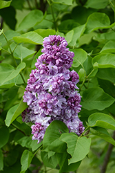 Katherine Havemeyer Lilac (Syringa vulgaris 'Katherine Havemeyer') at Peter Knippel Garden Centre