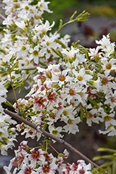Clear Creek Golden Yellowhorn (Xanthoceras sorbifolium 'Psgan') at Lakeshore Garden Centres