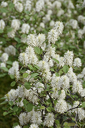Blue Shadow Fothergilla (Fothergilla major 'Blue Shadow') at Lakeshore Garden Centres