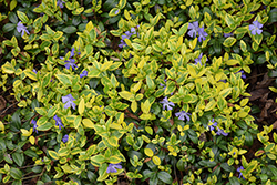Illumination Periwinkle (Vinca minor 'Illumination') at Peter Knippel Garden Centre
