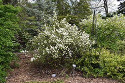 Beaver Creek Dwarf Fothergilla (Fothergilla gardenii 'KLMtwo') at Lakeshore Garden Centres