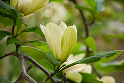 Tranquility Magnolia (Magnolia 'Tranquility') at Lakeshore Garden Centres