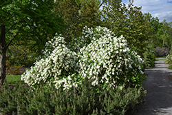 Snow Day Surprise Pearlbush (Exochorda 'Niagara') at Lakeshore Garden Centres