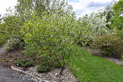 Wedding Bells Carolina Silverbell (Halesia tetraptera 'Wedding Bells') at Lakeshore Garden Centres