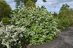 Smooth Deutzia (Deutzia glabrata) at Lakeshore Garden Centres