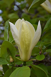 Limelight Magnolia (Magnolia 'Limelight') at Lakeshore Garden Centres
