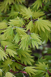 Ogurayama Full Moon Japanese Maple (Acer sieboldianum 'Ogurayama') at Lakeshore Garden Centres