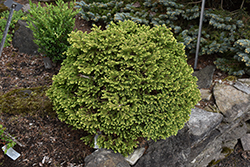 Fat Cat Norway Spruce (Picea abies 'Fat Cat') at Lakeshore Garden Centres