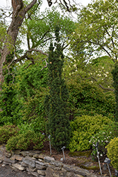 Sentinal Yew (Taxus x media 'Sentinalis') at Lakeshore Garden Centres